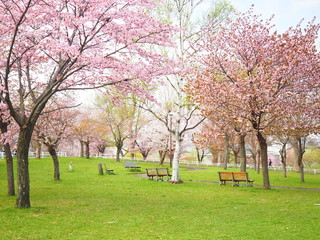 北海道の公園 桜風景