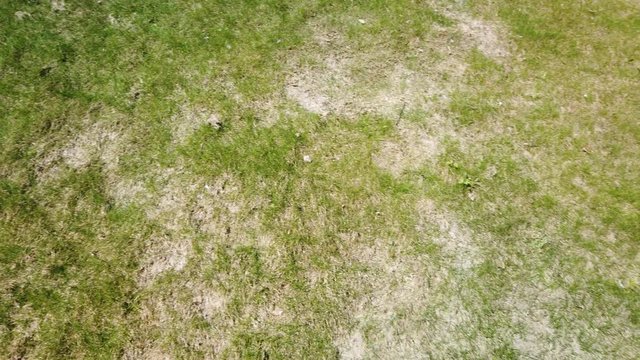 Spoiled lawn after winter