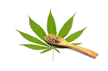 Marijuana leaves and hemp seeds are in a wooden spoon isolated on white background. Growing medical marijuana.