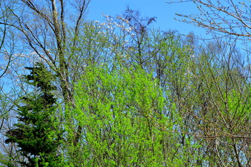 札幌、野幌森林公園の辛夷の咲く風景