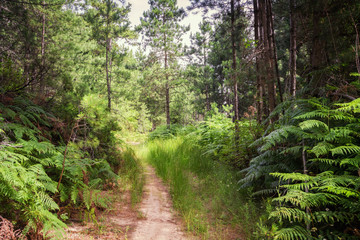 Sithonia, Chalkidiki, Greece - June 27, 2014: Path in the woods of northern Greece in summer sunny weather