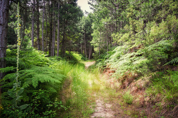 Sithonia, Chalkidiki, Greece - June 27, 2014: Path in the woods of northern Greece in summer sunny weather