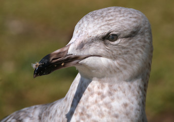 Seagull. Gulls or seagulls are seabirds of the family Laridae in the suborder Lari. They are most closely related to the terns and only distantly related to auks, skimmers, and to the waders.