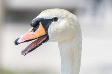 an elegant swan portrait