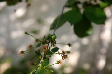 Immature cherry pictures, raw fruits in cherry tree