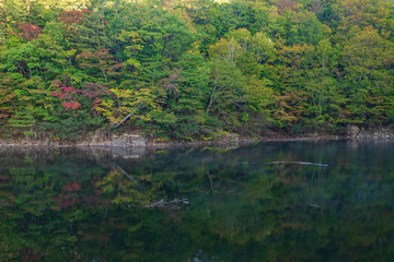 Fototapeta na wymiar Autumn forest moriyoshi