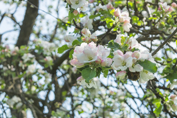 Spring white flowering apple tree in the garden. Selective focus