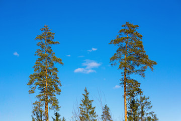 The tops of tall pines and firs are against the blue sky. The concept of peaceful sky, purity, tranquility, dreaminess, serenity. Coniferous trees and clear spring sky. Copy space.