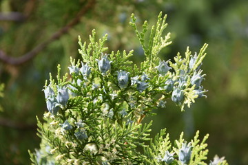 Cypress branches in the yard in spring