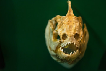 The Piranha head skeleton in Phuket.Thailand.