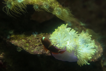 Anemone in the aquarium of Phuket Aquarium.Thailand.