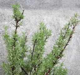 Rosemary in the yard in spring