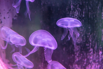 Moon jellyfish Showcase of Phuket Aquarium.Thailand.