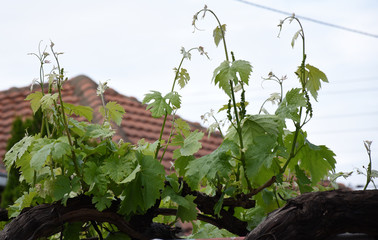 Hanging vine springs in spring