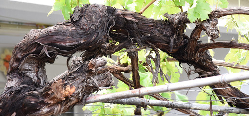 Hanging Vine springs in spring