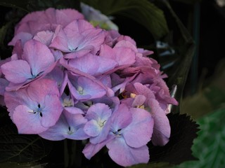  Hydrangea