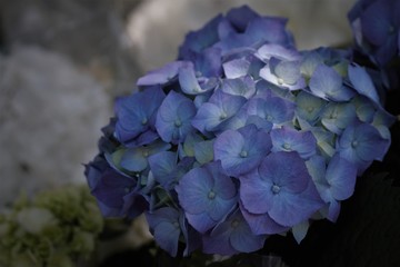  Hydrangea