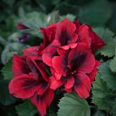 Pelargonium graveolens