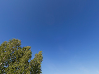 Trees isolated on blue sky with clouds. Part of single tree.The tree growing against the blue sky background
