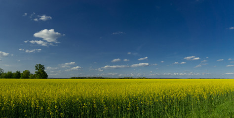 Brassica napus. The immense field of blooming oilseeds under a clear sky