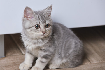 Fototapeta premium The portrait of a cute little grey scottish straight kitten at home.