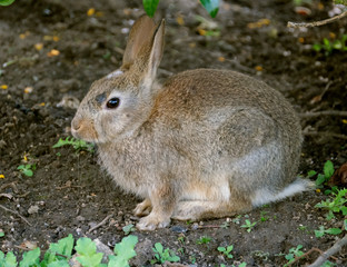 Young wild rabbit eating grass on cut lawn of urban house.