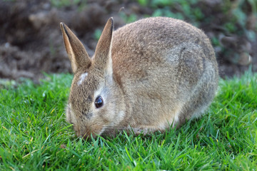 Young wild rabbit eating grass on cut lawn of urban house.