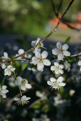 white flowers in spring