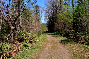 札幌、野幌森林公園の散歩道の風景