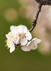 white apricot flowers on a branch on a green background