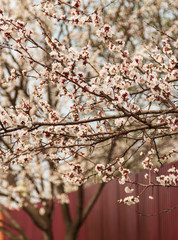 flowering apricot tree against the sky