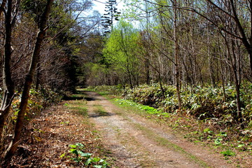 札幌、野幌森林公園の散歩道の風景