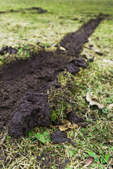 Deep trail left by car tire on uneven lawn