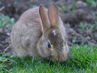 Young wild rabbit eating grass on cut lawn of urban house.