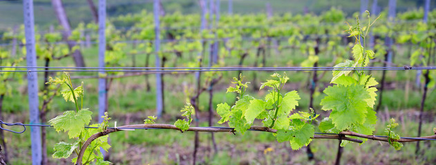 Vine branch with blossoms ine early spring in vineyard banner size