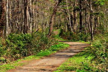 札幌、野幌森林公園の散歩道の風景