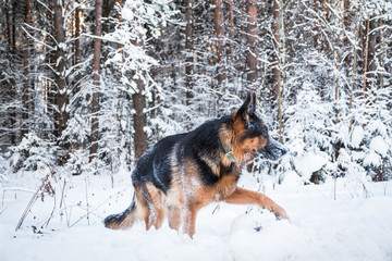 Dog German Shepherd in a winter day