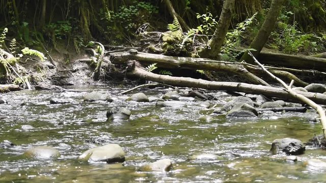 The Forest of Nisene Marks Creek, Santa Cruz County, California
