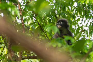 Dusky Leaf Monkey