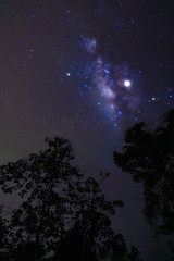 Fototapeta na wymiar The Milky Way over tree silhouette