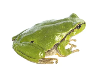 Fototapeten European tree frog (Hyla arborea) isolated on white background - sideview © unpict