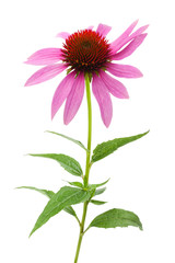 Pink coneflower (echinacea)