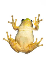 European tree frog (Hyla arborea) - climbing on glass with visible belly / bottom