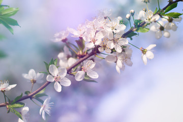 Obraz premium Abstract floral background. Delicate spring flowers in pastel colors. Banner background with copy space.