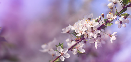 Abstract floral background. Delicate spring flowers in pastel colors. Banner background with copy space.