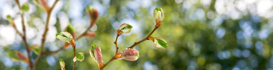 isolated image of buds on a tree branch against the sky