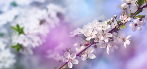 Abstract floral background. Delicate spring flowers in pastel colors. Banner background with copy space.