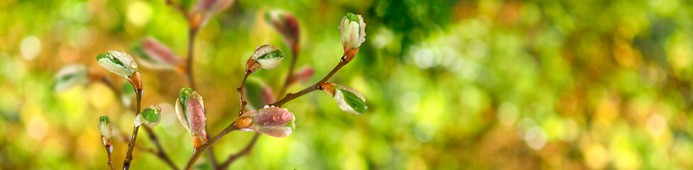 isolated image of buds on a tree branch against the sky