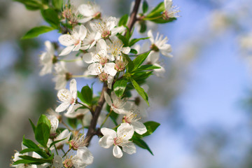 Abstract floral background. Delicate spring flowers in pastel colors. Banner background with copy space.
