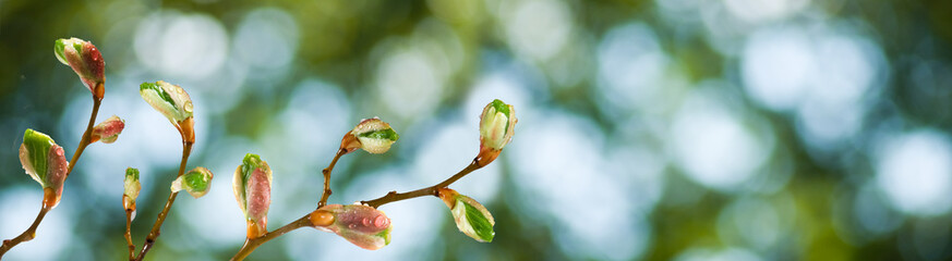isolated image of buds on a tree branch against the sky